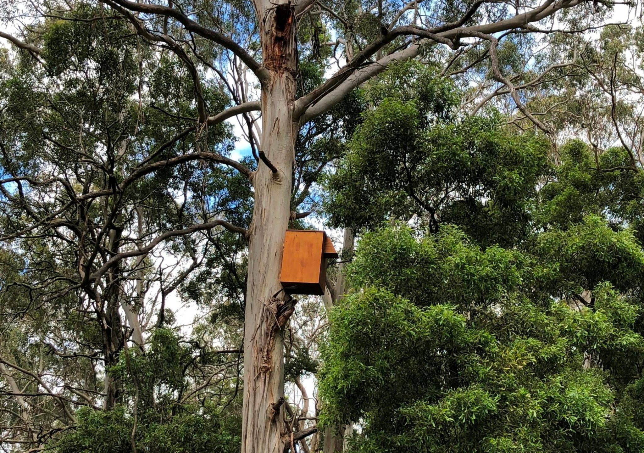 Owl box - Montrose 1.1