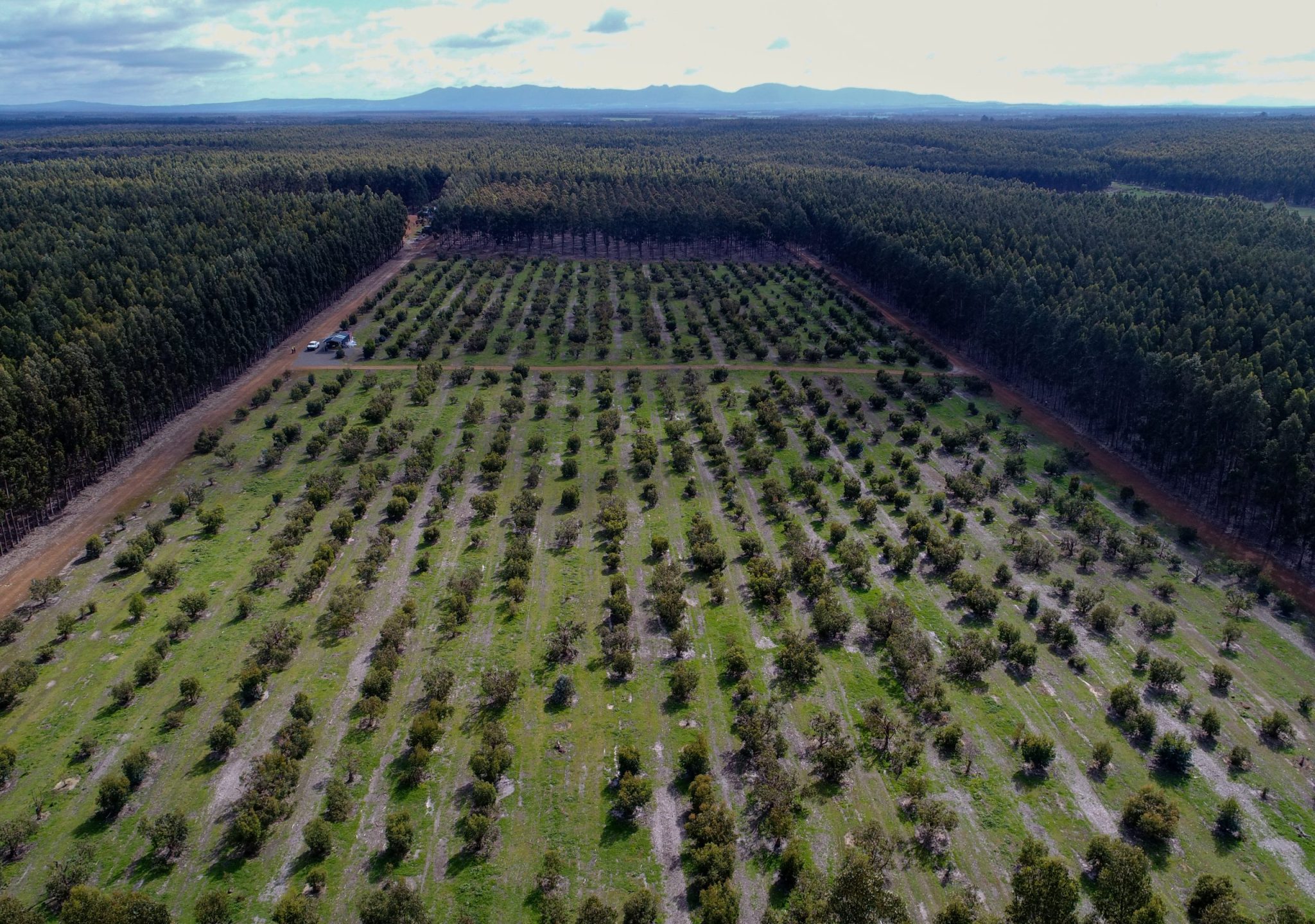 WA - Land - Seed Orchard